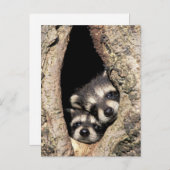 アライグマの赤ちゃんが木のくぼみにいる (Procyon) ポストカード (正面/裏面)