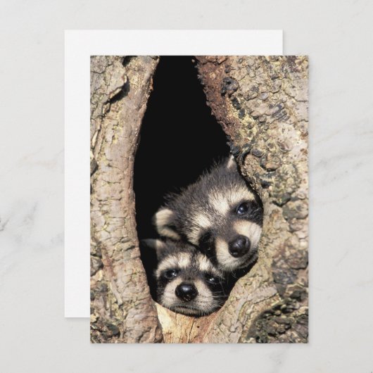 アライグマの赤ちゃんが木のくぼみにいる (Procyon) ポストカード (正面/裏面)