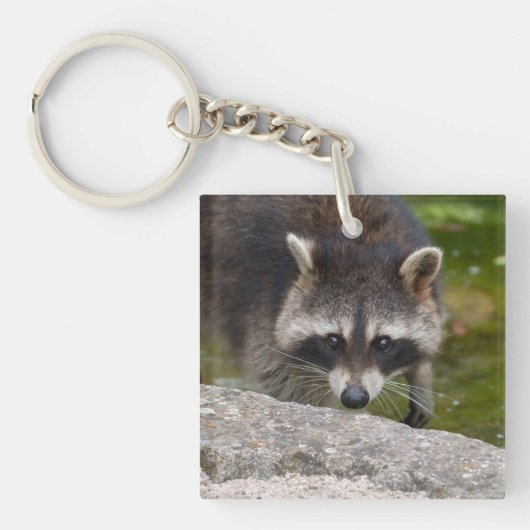 アライグマは直視連絡 キーホルダー (正面)