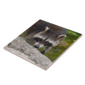 アライグマは直視連絡 タイル (側面)