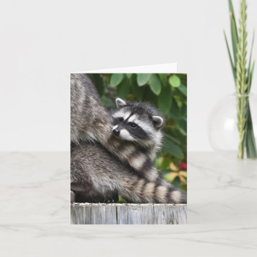 アライグマベビー! カード (正面)