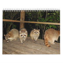 アライグマ好きのための写真カレンダー