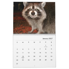 アライグマ好きのための写真カレンダー カレンダー