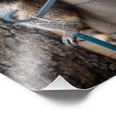 アライグマ母とキット3 フォトプリント            (角)