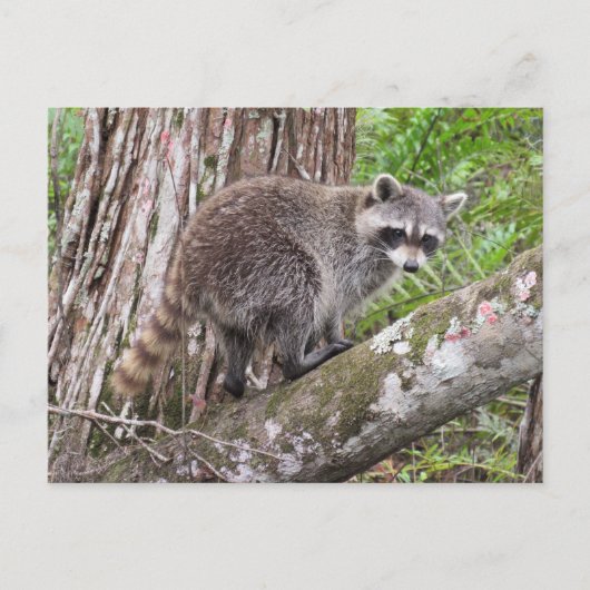 アライグマ葉書の写真 ポストカード (正面)