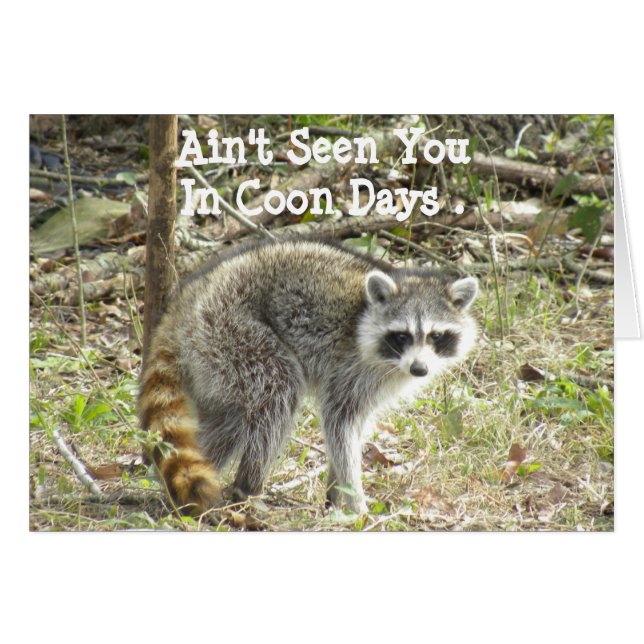 アライグマ (正面横)