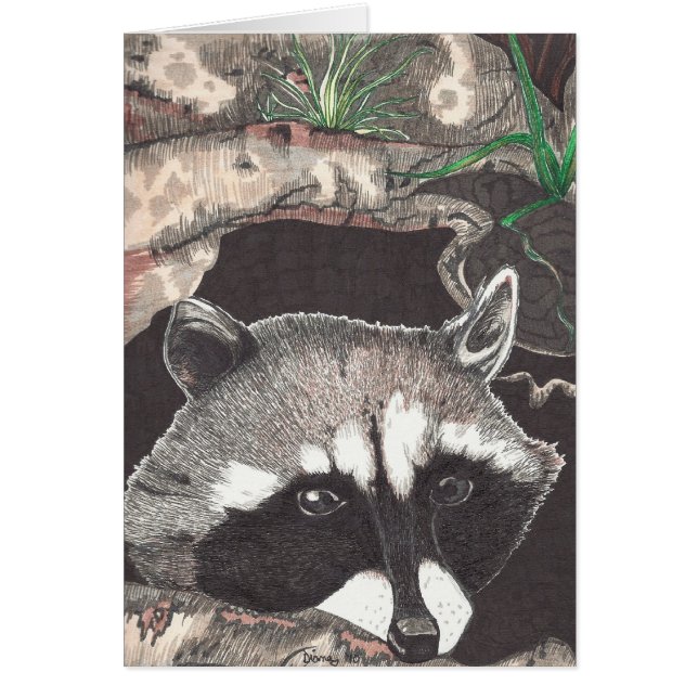 アライグマ (正面)