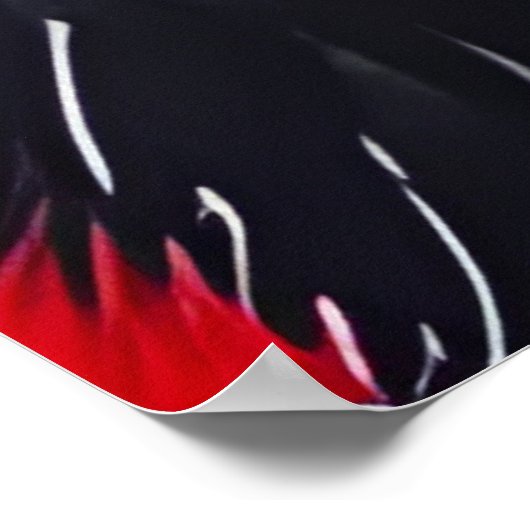 アライグマ2 ポスター (角)