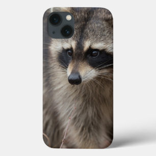 アライグマ、プロキオンのlotor、フロリダ、米国1 iPhone 13ケース