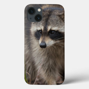 アライグマ、プロキオンのlotor、フロリダ、米国1 iPhone 13ケース