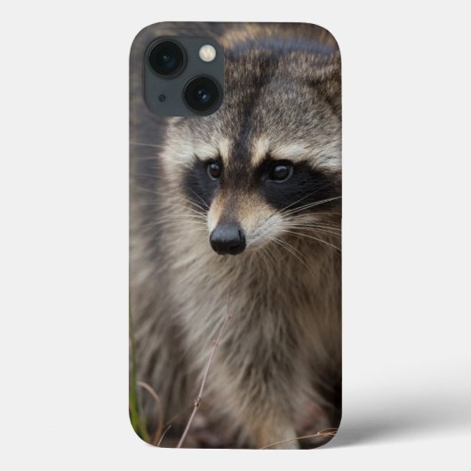 アライグマ、プロキオンのlotor、フロリダ、米国1 Case-Mate iPhoneケース (裏面)