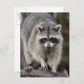 アライグマ、プロキオンのlotor、フロリダ、米国2 ポストカード (正面/裏面)