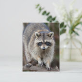 アライグマ、プロキオンのlotor、フロリダ、米国2 ポストカード (スタンド正面)