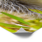 アライグマ、プロキオンローターは、広く普及している、3 ポスター (角)