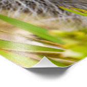 アライグマ、プロキオンローター フォトプリント (角)