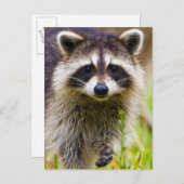 アライグマ、プロキオンローター ポストカード (正面/裏面)