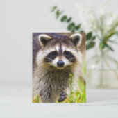 アライグマ、プロキオンローター ポストカード (スタンド正面)