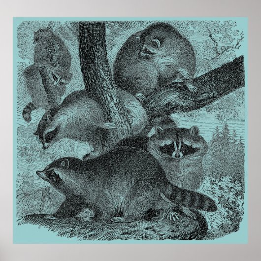 アライグマ ポスター (正面)