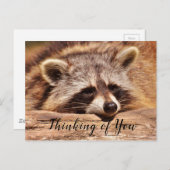 アライグマ ポストカード (正面/裏面)