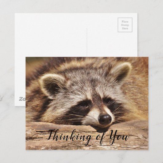 アライグマ ポストカード (正面/裏面)