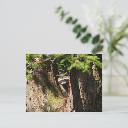 アライグマ ポストカード (スタンド正面)