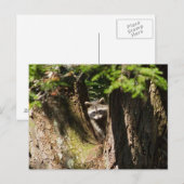 アライグマ ポストカード (正面/裏面)