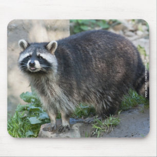 アライグマ マウスパッド