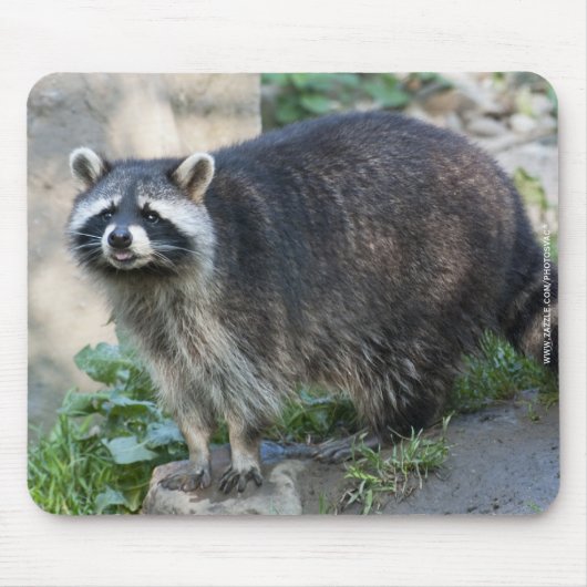 アライグマ マウスパッド (正面)