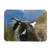 アライグマ マグネット (横)