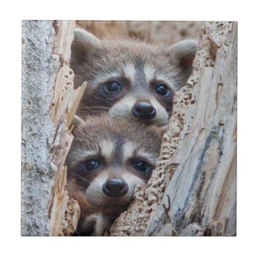 アライグマ、リンカーン郡ワイオミング タイル (正面)