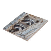 アライグマ、リンカーン郡ワイオミング タイル (側面)