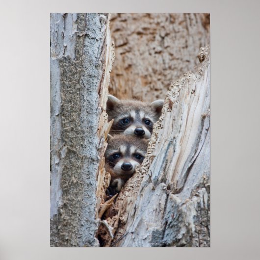 アライグマ、リンカーン郡ワイオミング ポスター (正面)