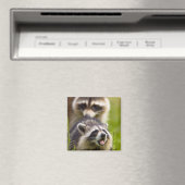アライグマ（Procyon lotor）は広く分布する マグネット (インサイチュ (食洗機))