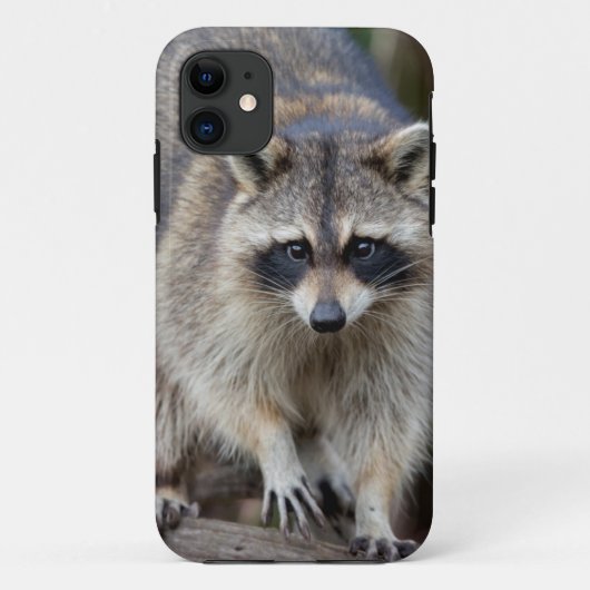 アライグマ、Procyon lotor、フロリダ、アメリカ 2 Case-Mate iPhoneケース (裏面)