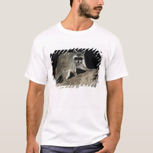 アライグマ, Procyon lotor Tシャツ (正面)