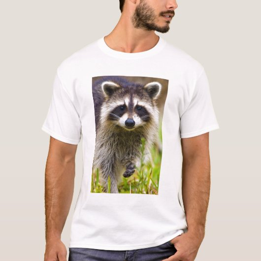 アライグマ、Procyon lotor Tシャツ (正面)
