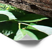 アライグマ – The Three Amigos ポスター (角)