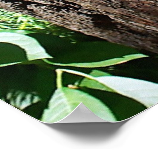 アライグマ – The Three Amigos ポスター (角)