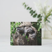 アライグマ – The Three Amigos ポストカード (スタンド正面)