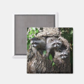 アライグマ – The Three Amigos マグネット (正面/裏面)