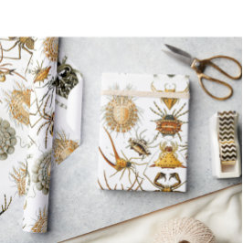 アラクニズバイヘッケルヴィンテージスパイダーイラストレーション ラッピングペーパー