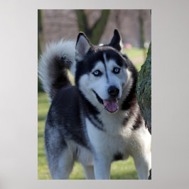 アラスよくはしゃぐハスキー犬の美しいアートプリント ポスター