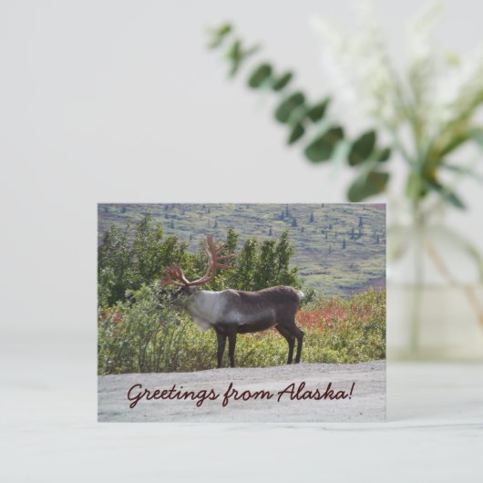アラスカからこんにちは! ポストカード (スタンド正面)