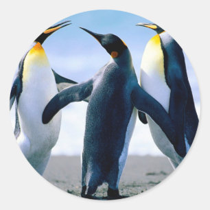 アラスカからのペンギン ラウンドシール