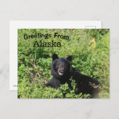 アラスカからの挨拶 – Black Bear in Berry Buses ポストカード (正面/裏面)