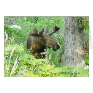 アラスカのアメリカヘラジカ