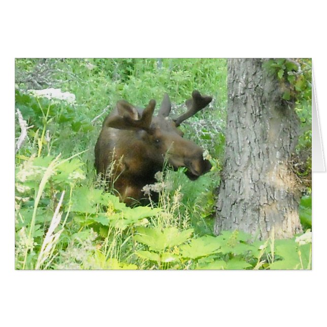 アラスカのアメリカヘラジカ (正面横)