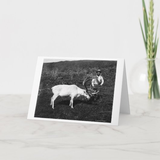 アラスカのエスキモー語および捕獲されたトナカイ カード (正面)