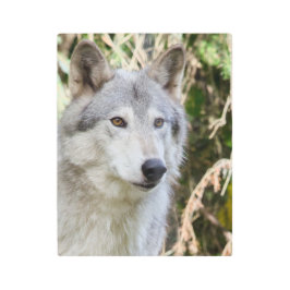 アラスカのオオカミのポートレート メタルプリント