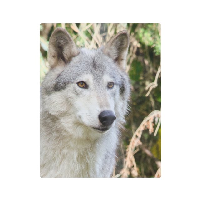 アラスカのオオカミのポートレート メタルプリント (正面)